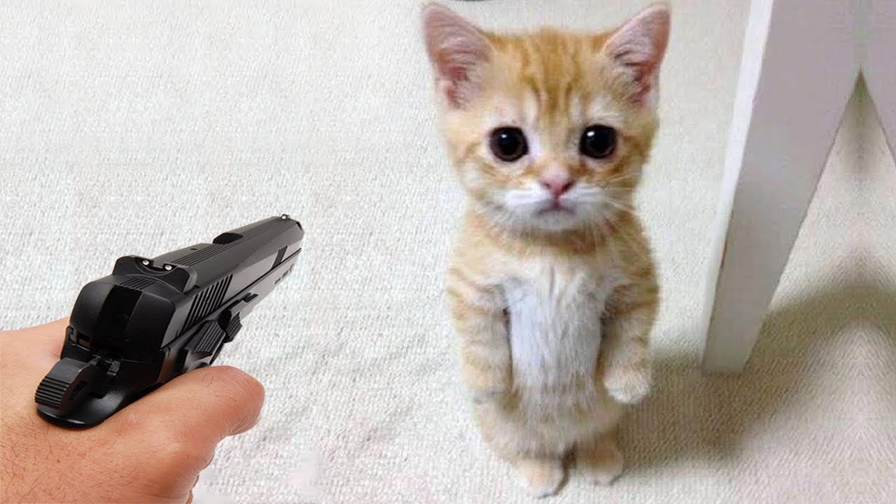 Funniest Cats and Dogs 🐱🐶