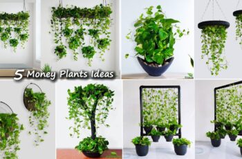 5 Money Plants Hanging & Decoration Ideas For Your Indoor | Money Plants Growing Ideas 5 Money Plants Hanging & Decoration Ideas For Your Indoor | Money Plants Growing Ideas