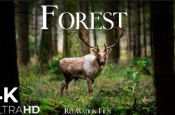 Forest 4K European Nature Relaxation Film | Meditation Relaxing Music | Nature Soundscapes Forest 4K European Nature Relaxation Film | Meditation Relaxing Music | Nature Soundscapes