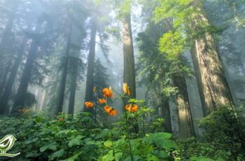 Beautiful Relaxing Music • Peaceful Piano Music & Guitar Music | Sunny Mornings by Peder B. Helland Beautiful Relaxing Music • Peaceful Piano Music & Guitar Music | Sunny Mornings by Peder B. Helland