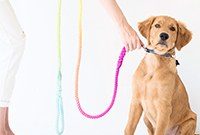 How to Make a Vibrant DIY Multicolor Dog Leash