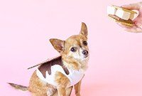 DIY S’mores Dog Costume: Step-by-Step How to Make One for Your Pet