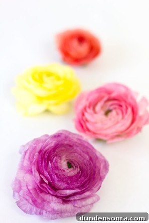 Ranunculus