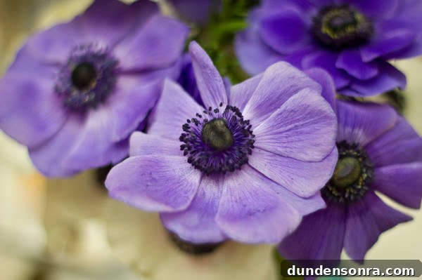 Purple Anemones