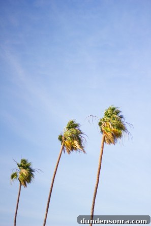 Palm Trees