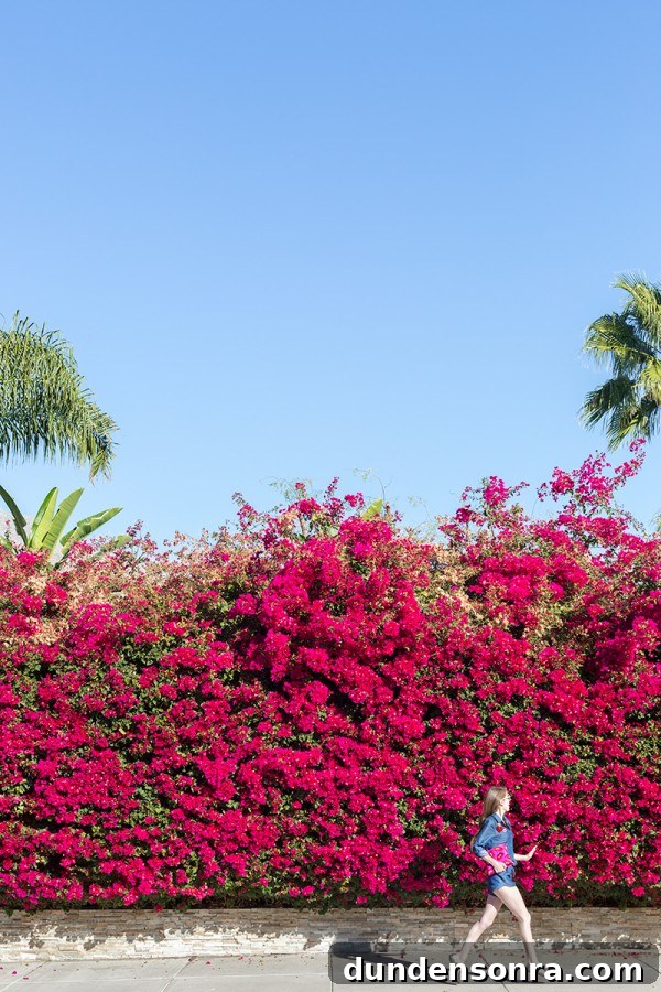 Bougainvillea bush