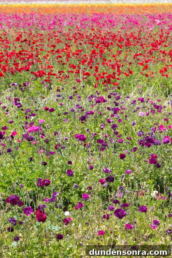 Carlsbad Ranch Flower Fields: What to See, When to Visit 3 Red and purple flowers