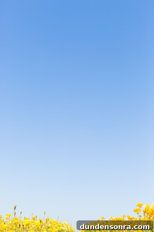 Carlsbad Ranch Flower Fields: What to See, When to Visit 4 Blue sky