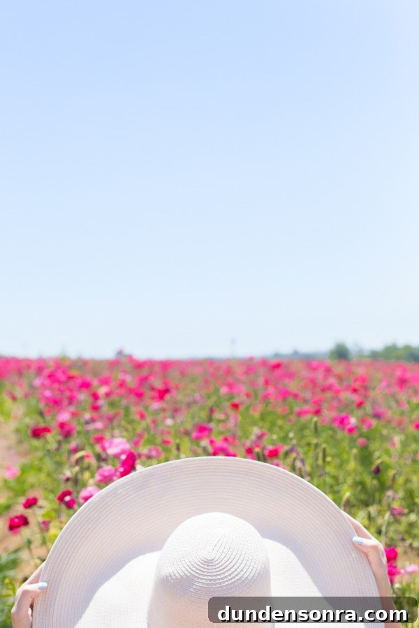 Carlsbad Ranch Flower Fields: What to See, When to Visit 5 Pink flowers