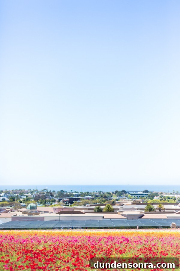 Carlsbad Ranch Flower Fields: What to See, When to Visit 7 Land and beach