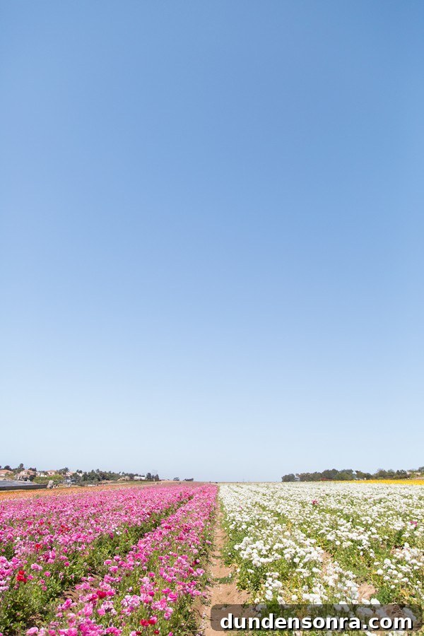 Carlsbad Ranch Flower Fields: What to See, When to Visit 10 Flower field and skies