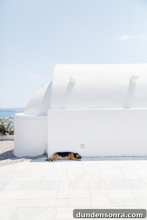 Honeymoon in Santorini: Meet the Mindells' Romantic Getaway 24 White building and a dog laying on the ground