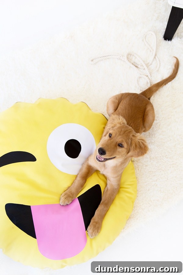DIY Emoji Dog Bed Tutorial: Make a Cute Plush Pet Pillow 2 A dog on an emoji pillow