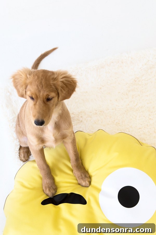 DIY Emoji Dog Bed Tutorial: Make a Cute Plush Pet Pillow 11 A dog on an emoji pillow