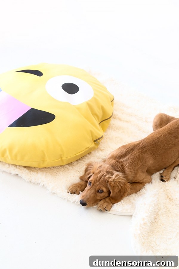 DIY Emoji Dog Bed Tutorial: Make a Cute Plush Pet Pillow 12 A dog on an emoji pillow