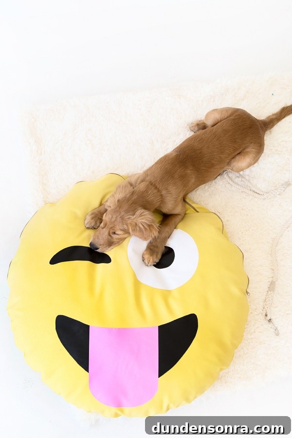 DIY Emoji Dog Bed Tutorial: Make a Cute Plush Pet Pillow 9 A dog on an emoji pillow