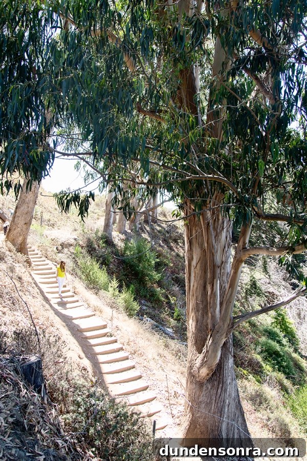 California Studio DIY Road Trip Guide: Scenic Stops & Creative Projects 13 Someone walking down stairs in a forest