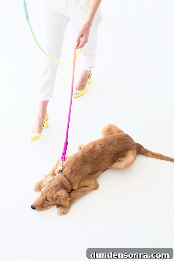 How to Make a Vibrant DIY Multicolor Dog Leash 4 A dog with a rainbow leash