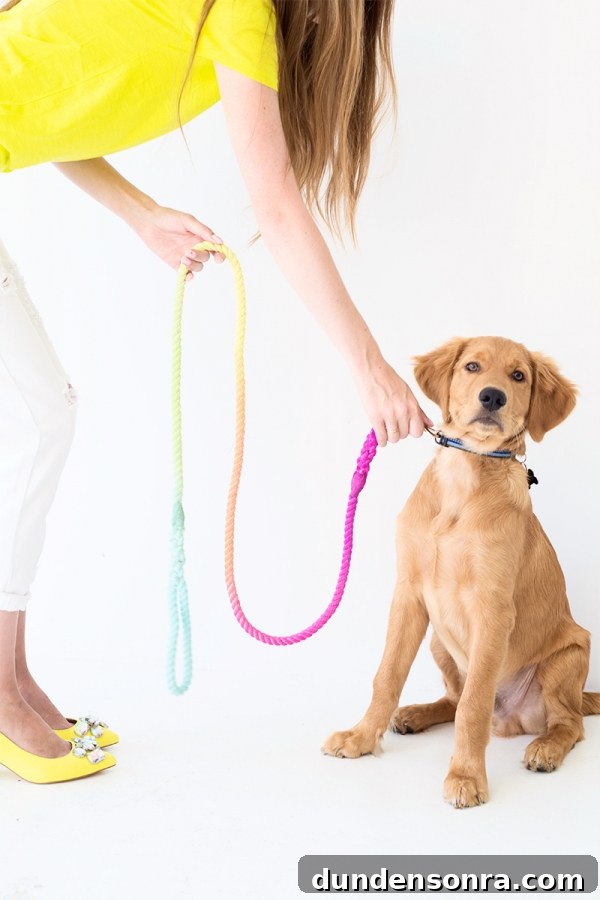 A dog with a rainbow leash