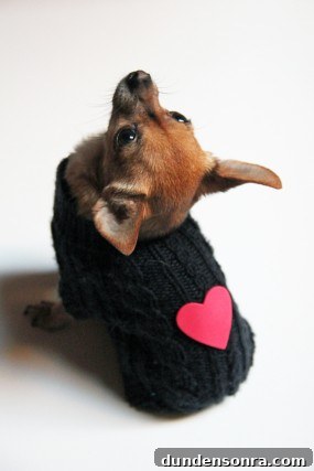 valentine-dog-sweater