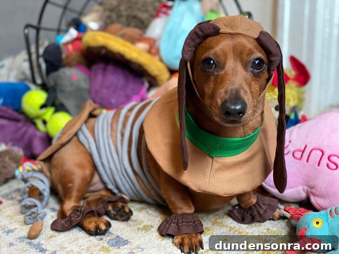 dog dressed as slinky from toy story
