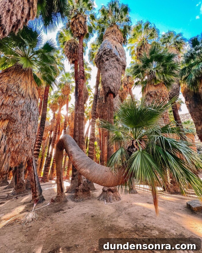 Palm Springs Travel Guide: Top Restaurants, Shops & Attractions 18 Palm Canyon Trail