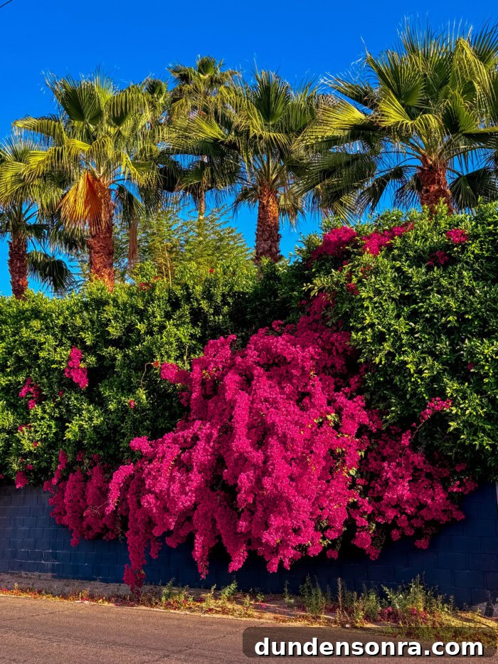 Palm Springs Travel Guide: Top Restaurants, Shops & Attractions 9 Bougainvillea in Palm Springs