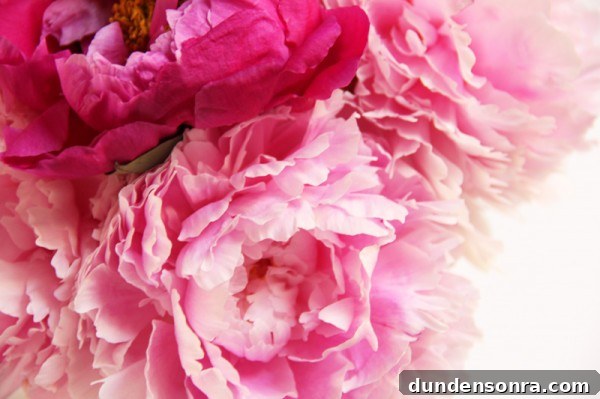 Pink Peonies